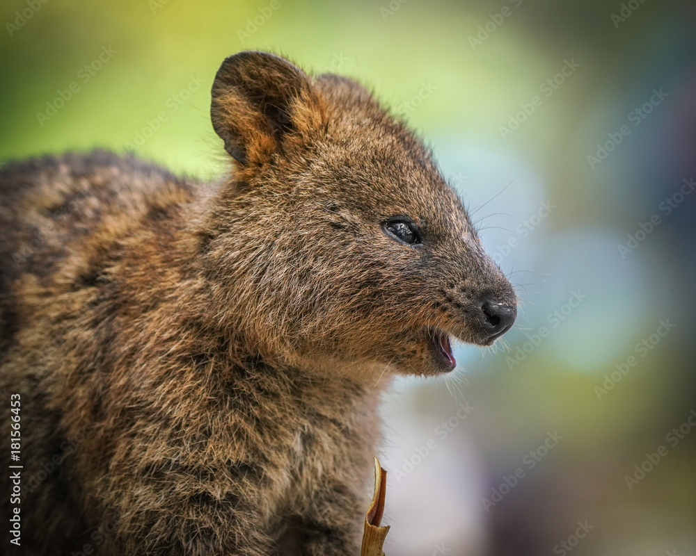 Obraz premium Cute Quokka