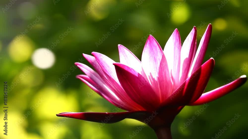 pink  lotus  with green background