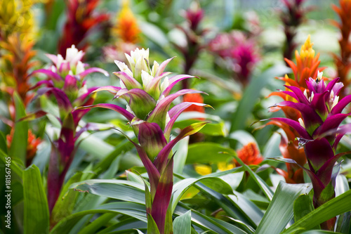 Фотография Aechmea fasciata blooming in garden