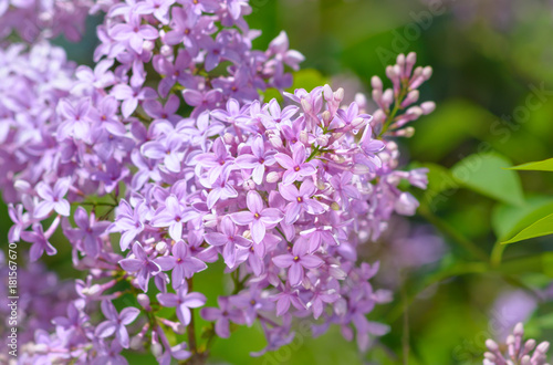 The blossoming lilac