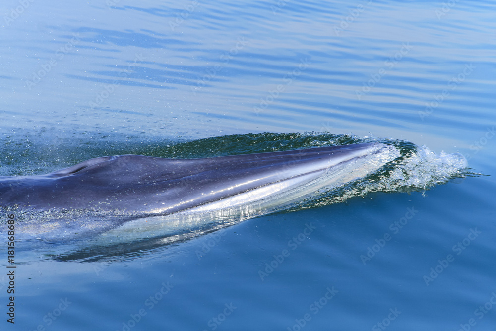 head of the whale,Bryde's whale, Eden's whale,Balaenoptera edeni Stock ...