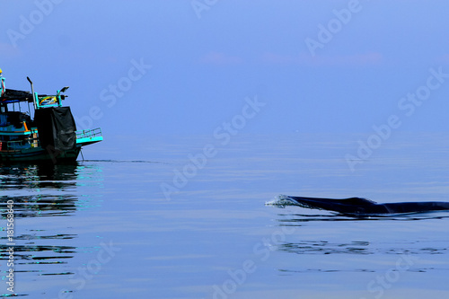 Bryde's whale in the sea of Thailand photo