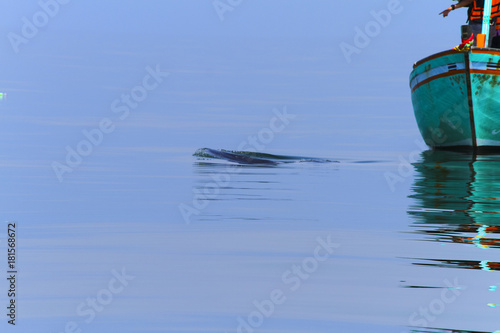 Bryde's whale,Thailand photo