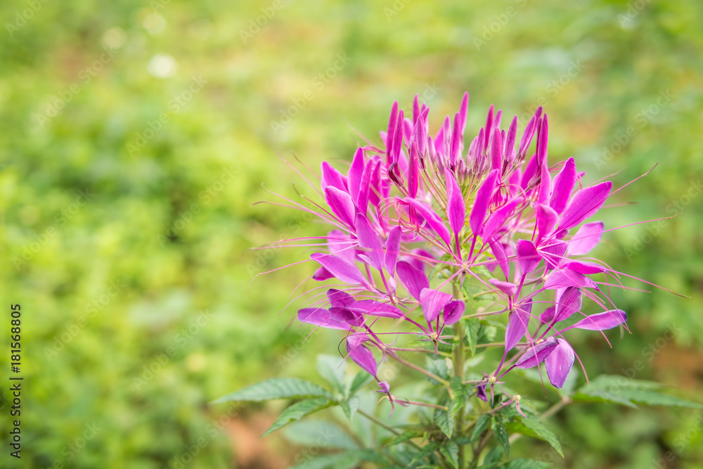 Pink spider flower