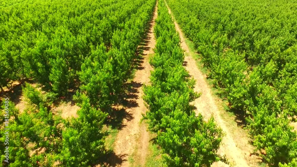 Aerial views of Apple Orchards in Apple Growers Farm Aerial views of Apple Orchards in Apple Growers Farm