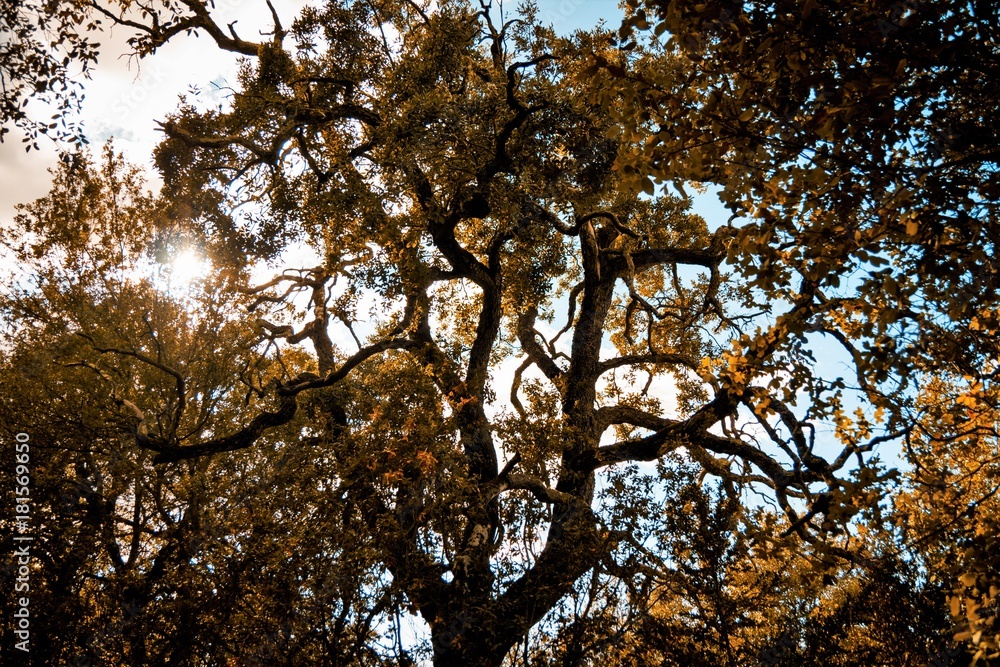 Fototapeta premium Árbol a contraluz - Backlit tree