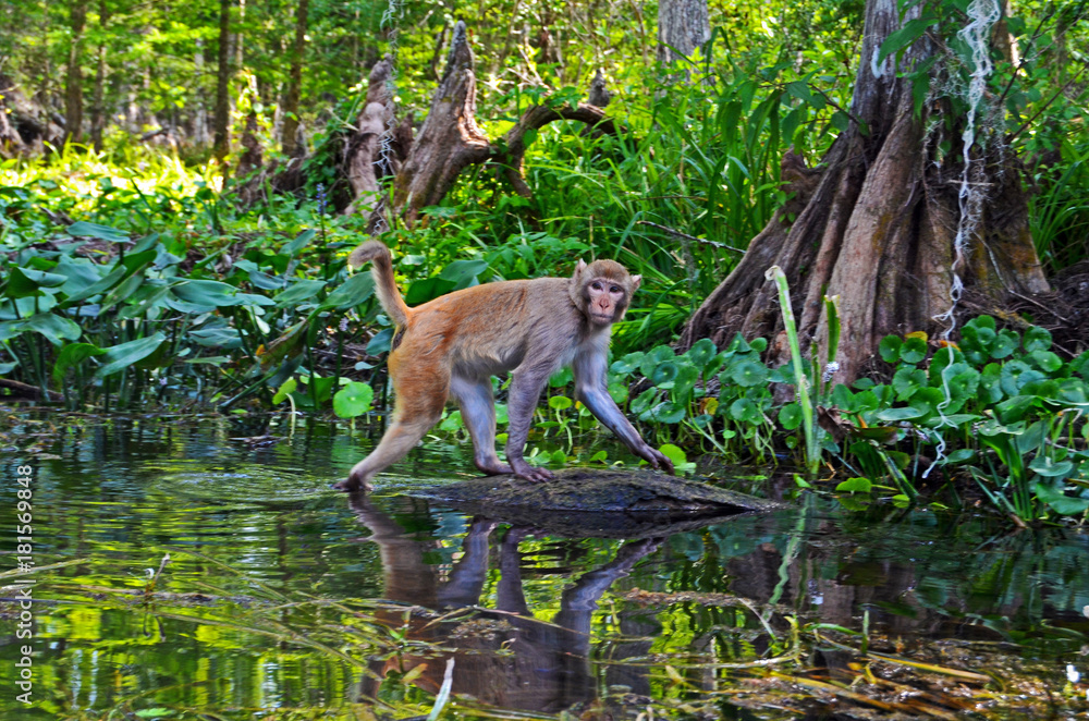 Monkey at Silver Springs