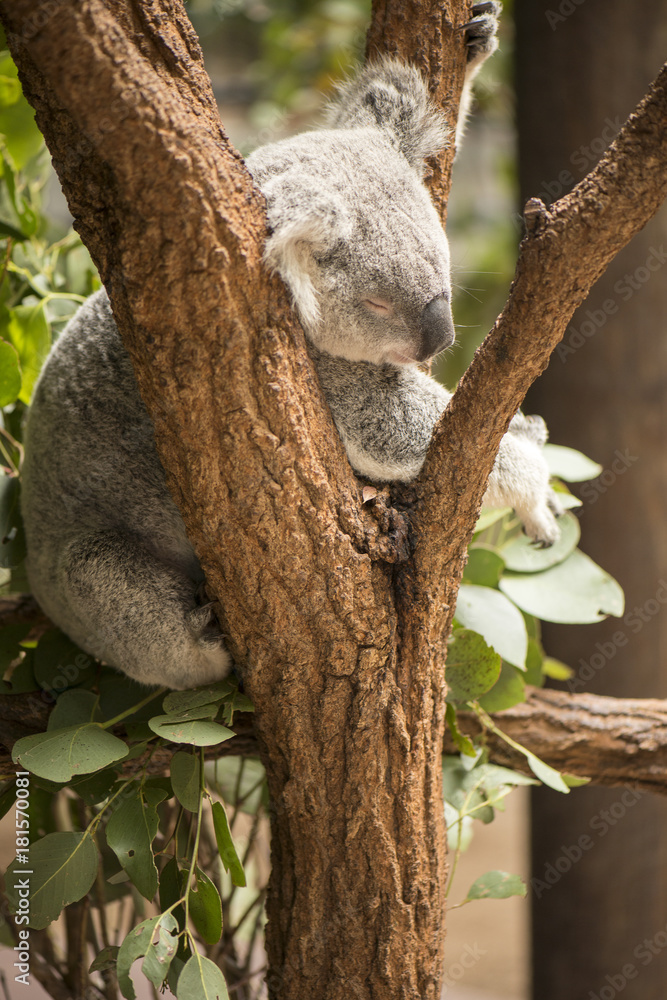 Koala in a eucalyptus tree. Koala in a eucalyptus tree.