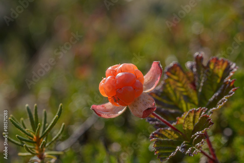 Bush berries cloudberry in tundra.