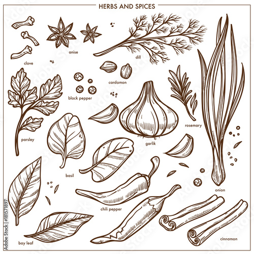 Spices and seasonings herbs sketch icons. Vector isolated set of