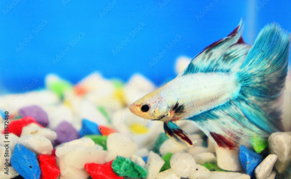The colorful fighting fish on blue background with small stone