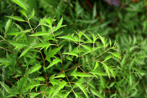 Polyscias fruticosa or Ming aralia leaves photo