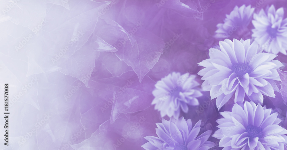 Obraz premium Vintage floral whiteviolet beautiful background. Yellow flowers Dahlia. Nature.