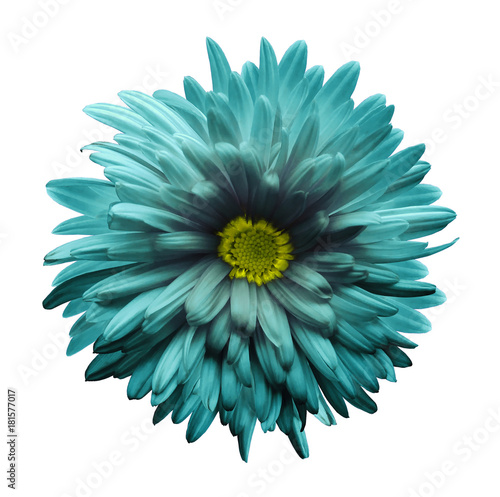 Turquoise aster flower isolated on white background with clipping path. Closeup no shadows. Nature.