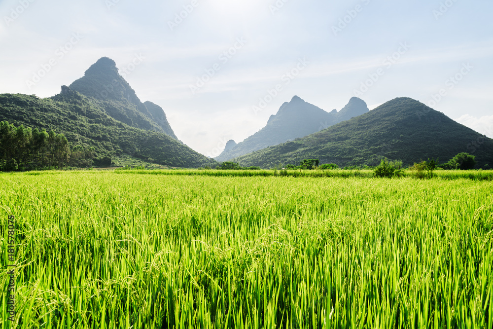 Amazing bright green rice field and scenic karst mountains