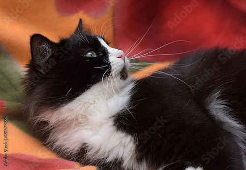 Fotografie black with white furry cat lies on the couch