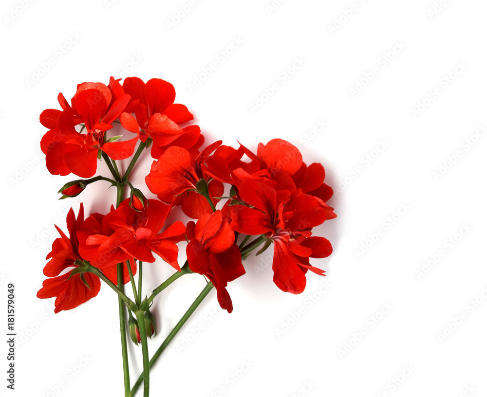 custom made wallpaper toronto digitalGeranium red flower bright color on white background