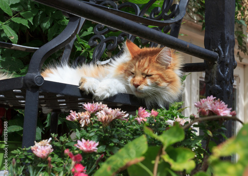 Red cat basking in the sun lying on a bench among the flowers.
