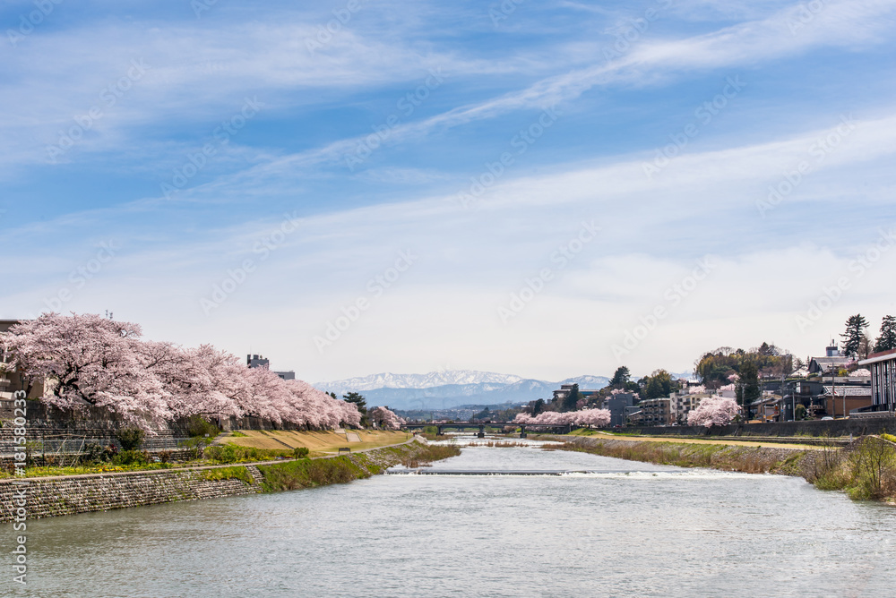 Cherry blossom or sakura japan at Kanazawa, Japan. Travel in japan concept.