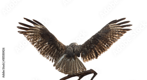 bird of prey  falcon