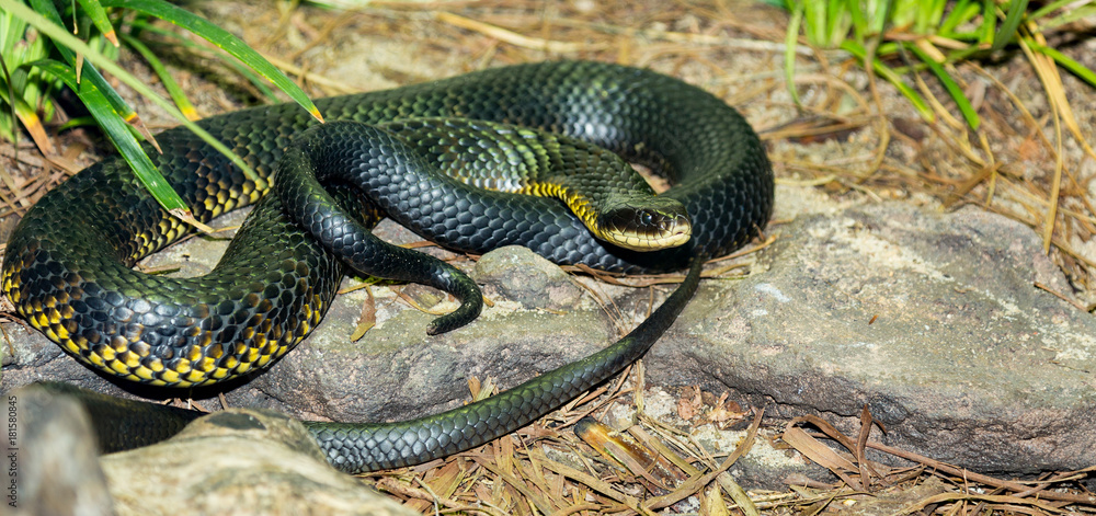 snake from Australia