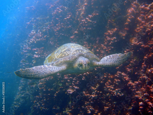 Fototapeta Naklejka Na Ścianę i Meble -  Frontal view of swimming green sea turtle with yellow shell with black spots at the Galapagos Islands in Ecuador