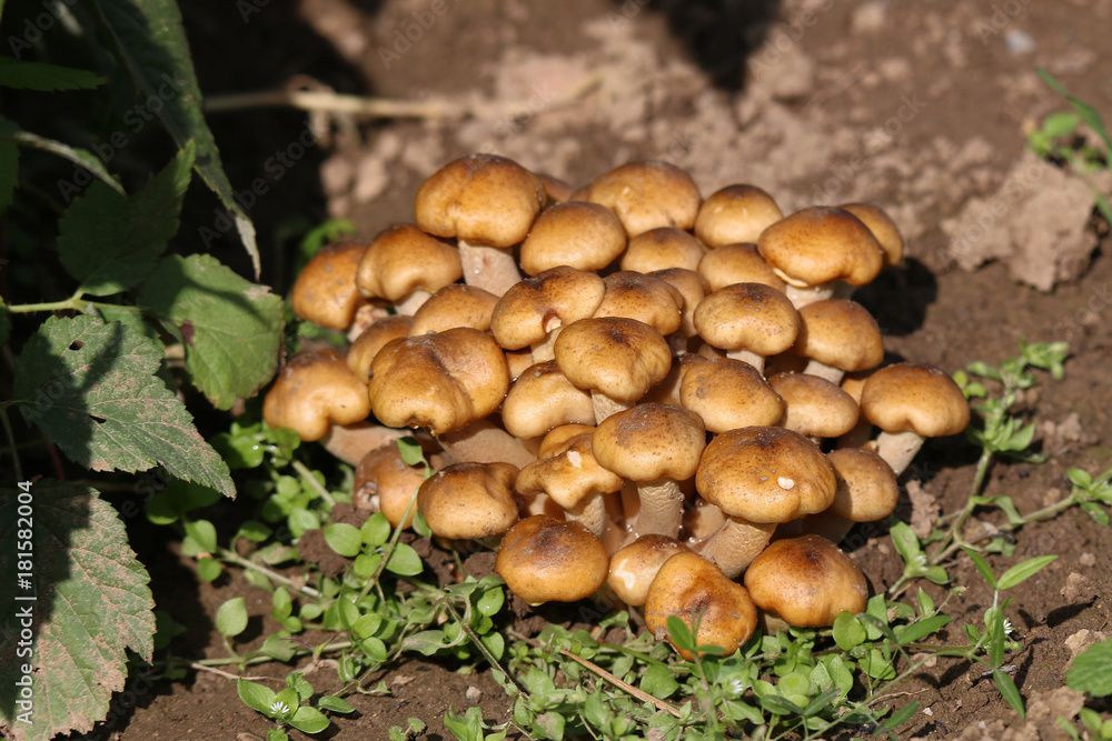 Armillaria mellea Armillaria mellea