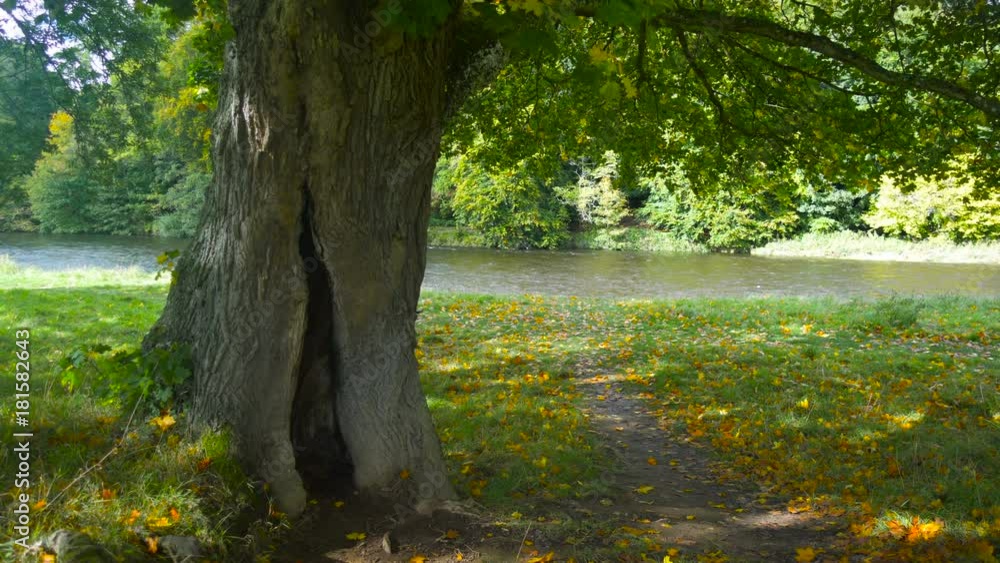 Tree and Beautiful River in Autumn in Scotland, near Abbotsford House Tree and Beautiful River in Autumn in Scotland, near Abbotsford House