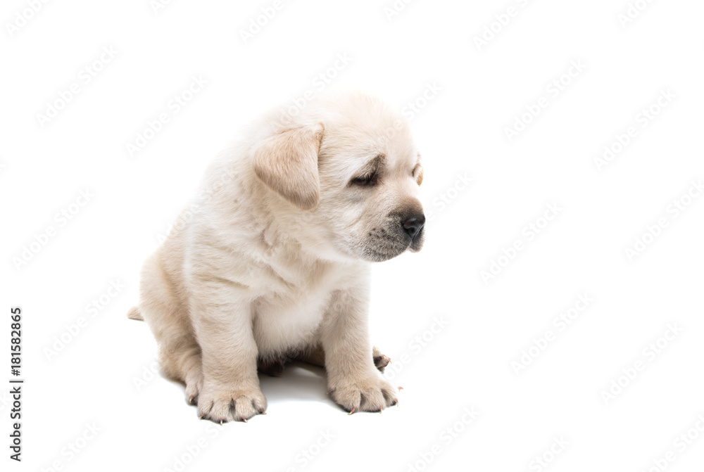 puppy labrador isolated puppy labrador isolated