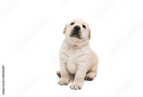 puppy labrador isolated