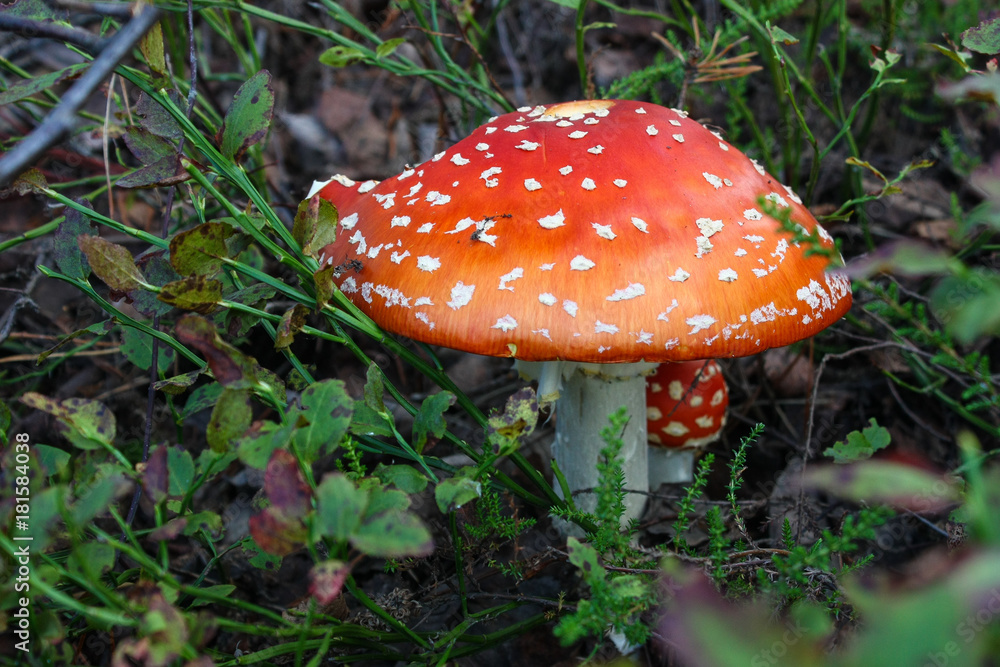 macroshot of two amanita fly agaric mushrooms Kingdom Fungi; Division Basidiomycota; Class Agaricomycetes; Order Agaricales; Family Amanitaceae; Genus Amanita macroshot of two amanita fly agaric mushrooms Kingdom Fungi; Division Basidiomycota; Class Agaricomycetes; Order Agaricales; Family Amanitaceae; Genus Amanita