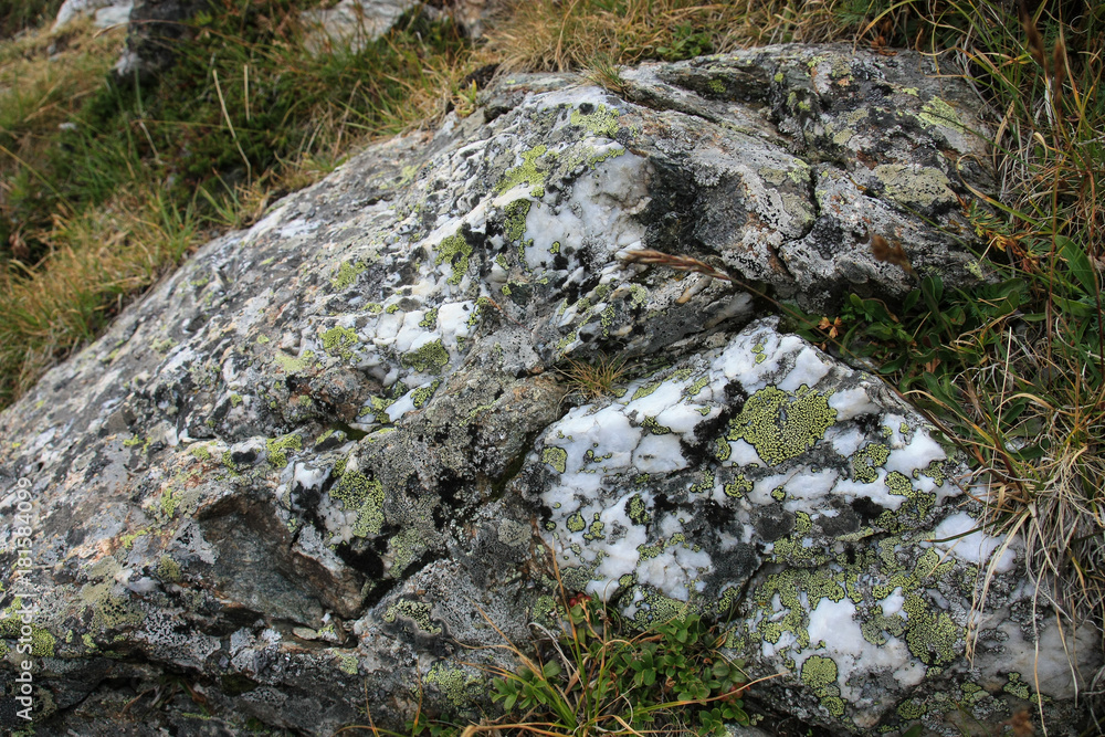 macroshot of moss on stones Caucasus mountains Russia macroshot of moss on stones Caucasus mountains Russia