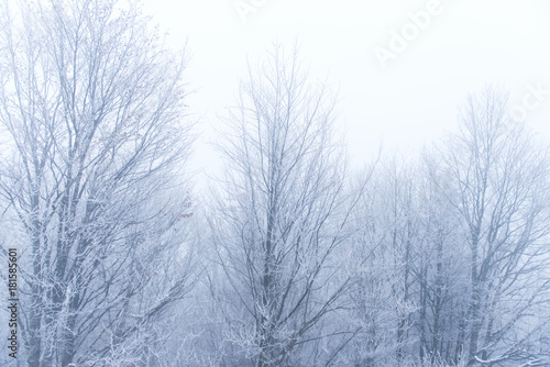 landscape of bare trees in the fog © ksena32