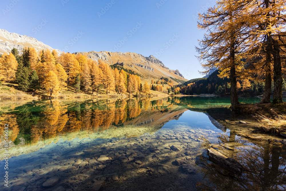 Fototapeta premium Stunning view of the Palpuogna lake near Albula pass with golden trees in autumn, Canton of Grisons, Switzerland