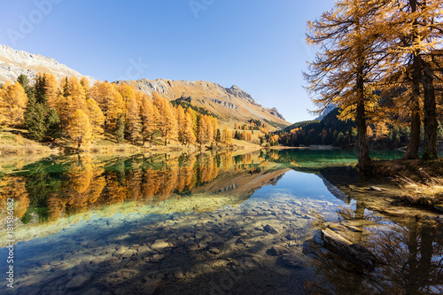 Fototapeta Naklejka Na Ścianę i Meble -  Stunning view of the Palpuogna lake near Albula pass with golden trees in autumn, Canton of Grisons, Switzerland
