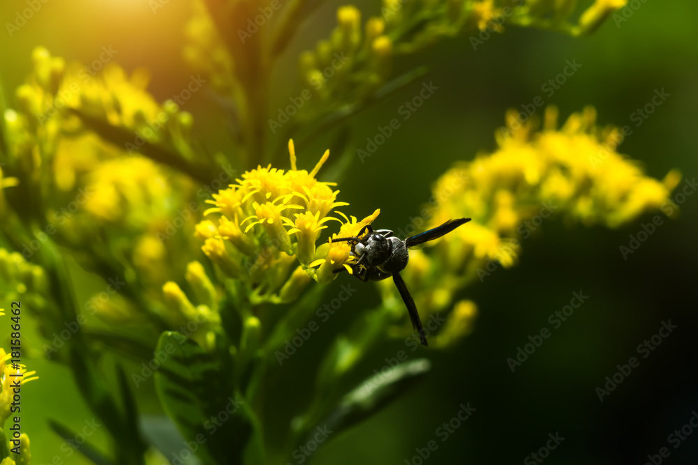 Close up of Solidago canadensis flower. Close up of Solidago canadensis flower.