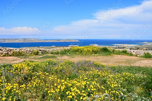 Views towards Gozo and Comino seen from the Red Fort with yellow wildflowers in the foreground, Malta.