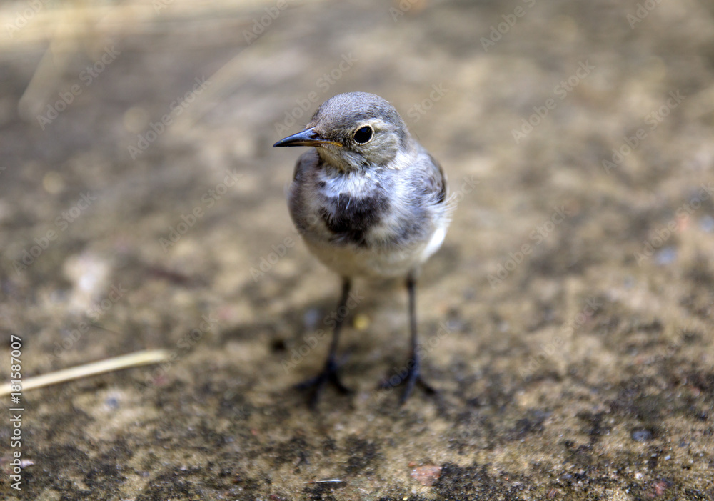 one small cute bird with a long thin legs stands on the concrete Stock  Photo | Adobe Stock