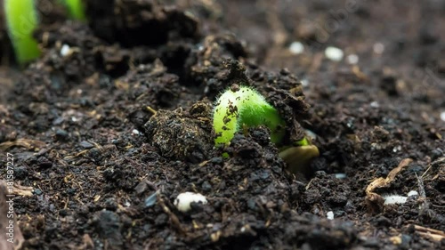 Growing plants in timelapse, Sprouts Germination newborn plant