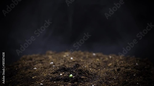 Growing plants in timelapse, Sprouts Germination newborn plant