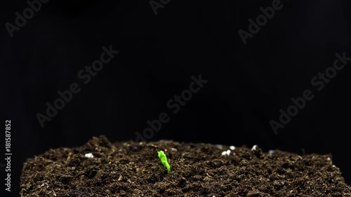 Growing plants in timelapse, Sprouts Germination newborn plant