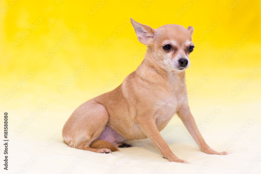 Little Toy Terrier on a yellow background
