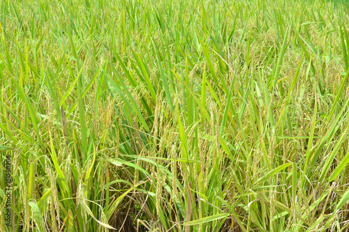 Rice plant  Pre-harvest