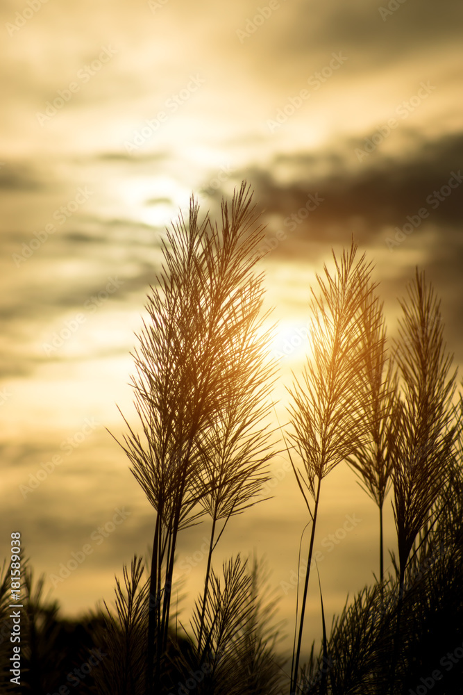 Silhouette of Flower grass in the summer with sunlight. Silhouette of Flower grass in the summer with sunlight.