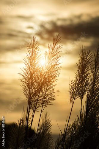 Silhouette of Flower grass in the summer with sunlight.