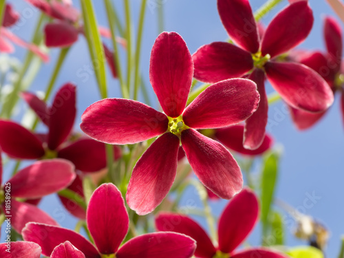 Close up of Combretum indicum flower. photo