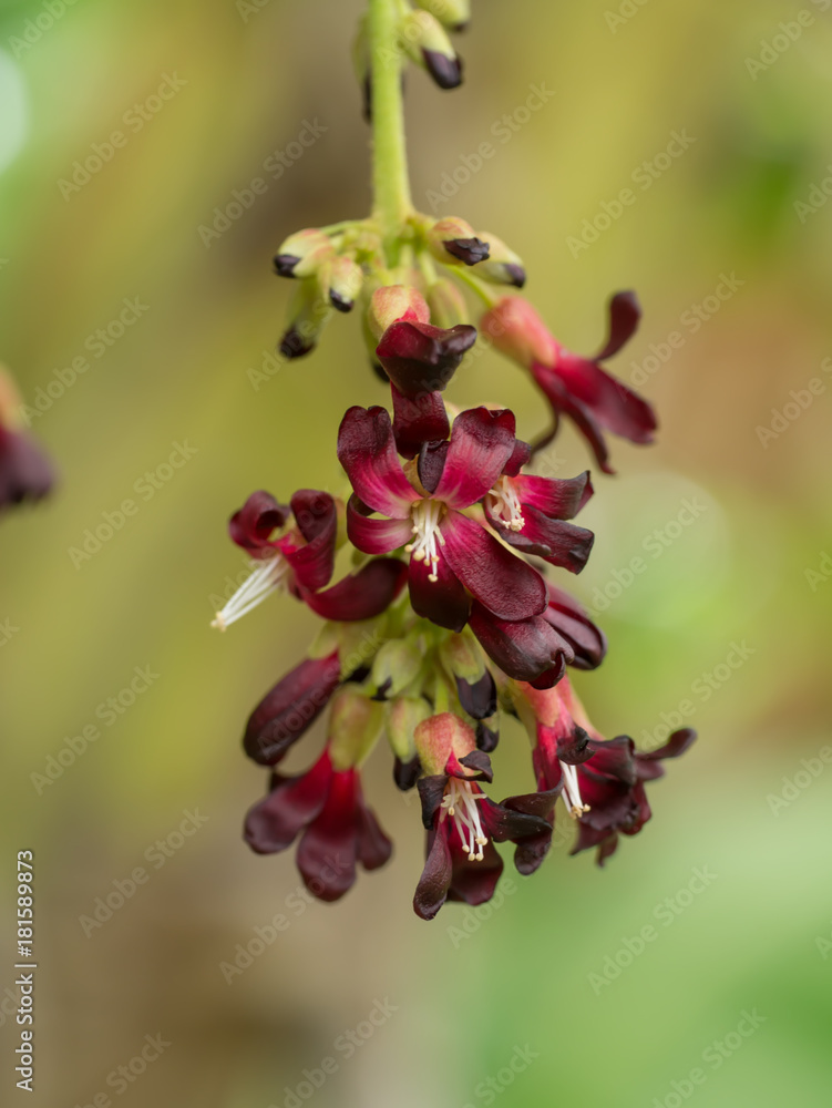 Close up of Bilimbi flower on tree. Close up of Bilimbi flower on tree.