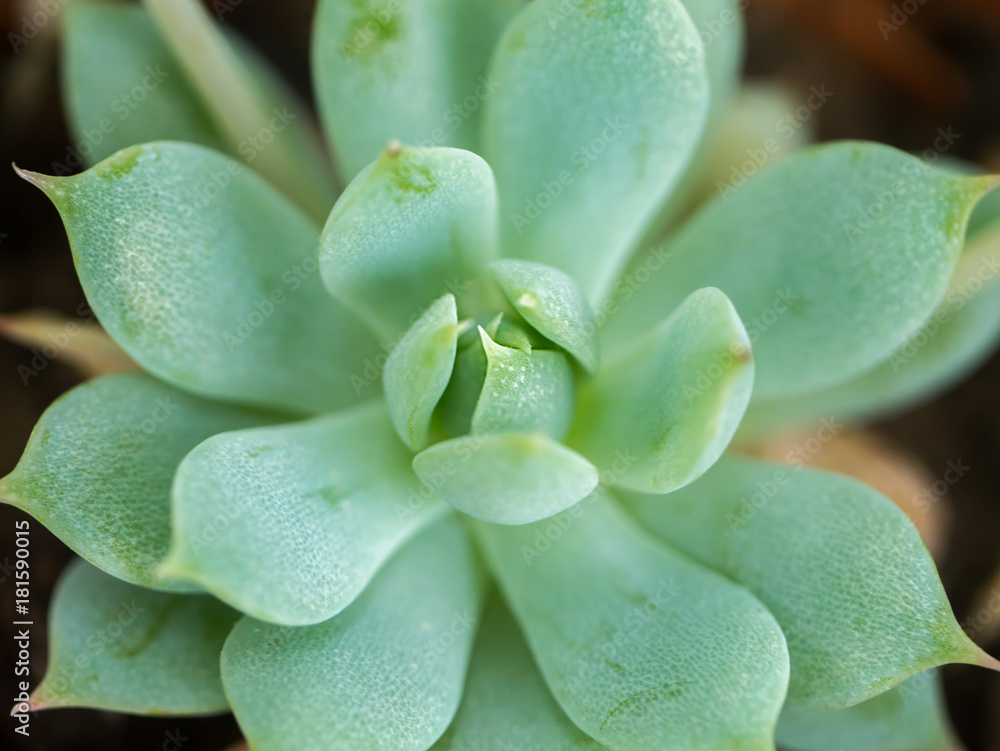 Close up of cactus plant. Close up of cactus plant.