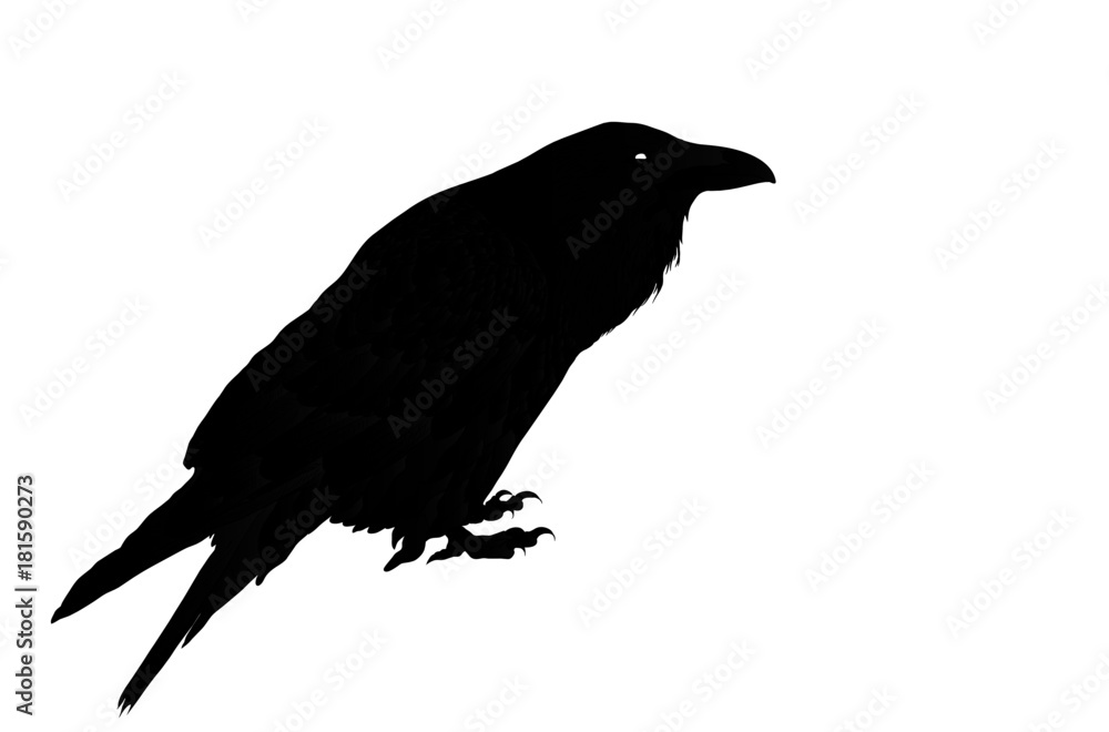 Fototapeta premium black raven bird