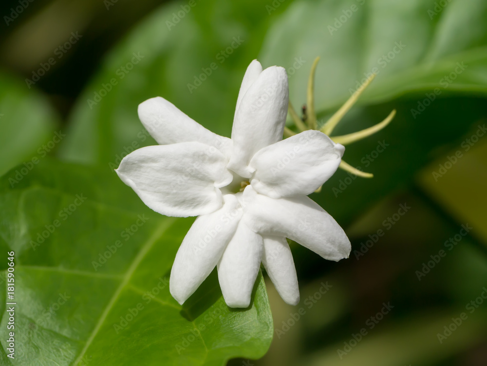White of jasmine flower. White of jasmine flower.